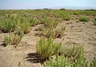 ادامه روند اجرای طرح بیابان زدایی در اراضی شهرستان کبودراهنگ 