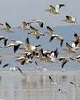 آب سد تالوار، پرندگان مهاجر را به آبشینه فراخواند/ آغاز سرشماری پرندگان مهاجر در استان همدان
